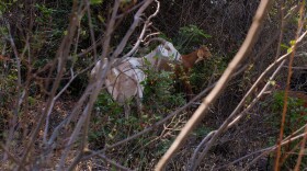 Goats eat their way through thick bushes on a hill in Spokane, Washington, on July 27. The landowners hired the goats’ owner, Craig Madsen, to bring them to work on the hill because it is too steep for the heavy equipment they use to manage brush on other parts of their property.