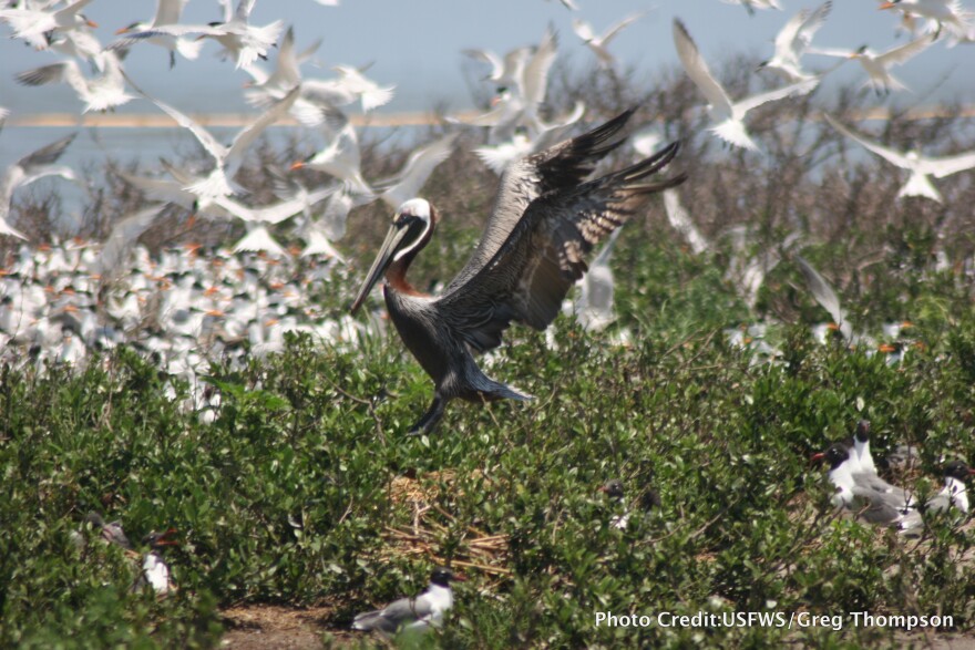 Brown pelican touches down from flight onto a nest amongst Royal terns at the Breton Island National Wildlife Refuge. Numerous bird species including pelicans and a variety of tern species rely on these small federally protected islands as critical breeding habitat in the Spring.