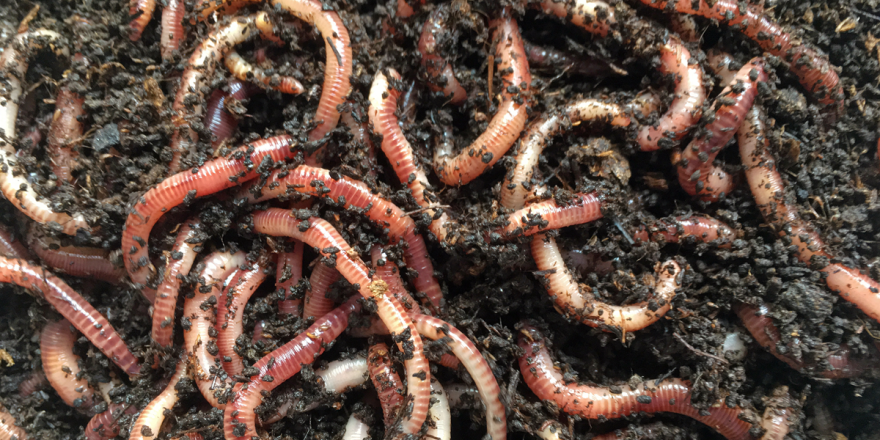 Do earthworms have eyes? | Vermont Public