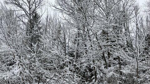Snow coats the branches of tres