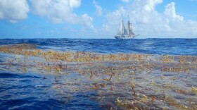 Floating sargassum mat.