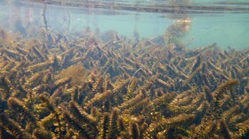 Elodea. (Photo from the U.S. Fish & Wildlife Service)