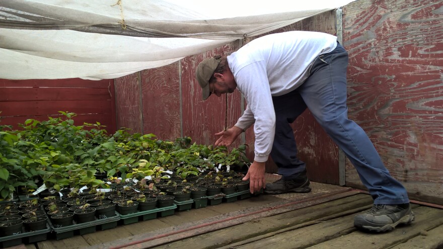 Glenn Cutting loads up elm seedlings to bring to his nursery in Gill, Massachusetts.