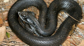 A black (melanistic) Eastern hognose snake