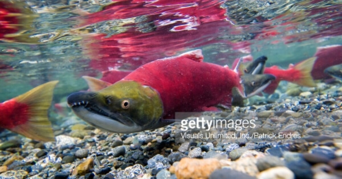 Bacterial Infection Causing Salmon To Die