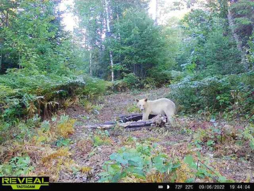 A white-coated black bear is seen looking into a trail cam in Michigan's Upper Peninsula.