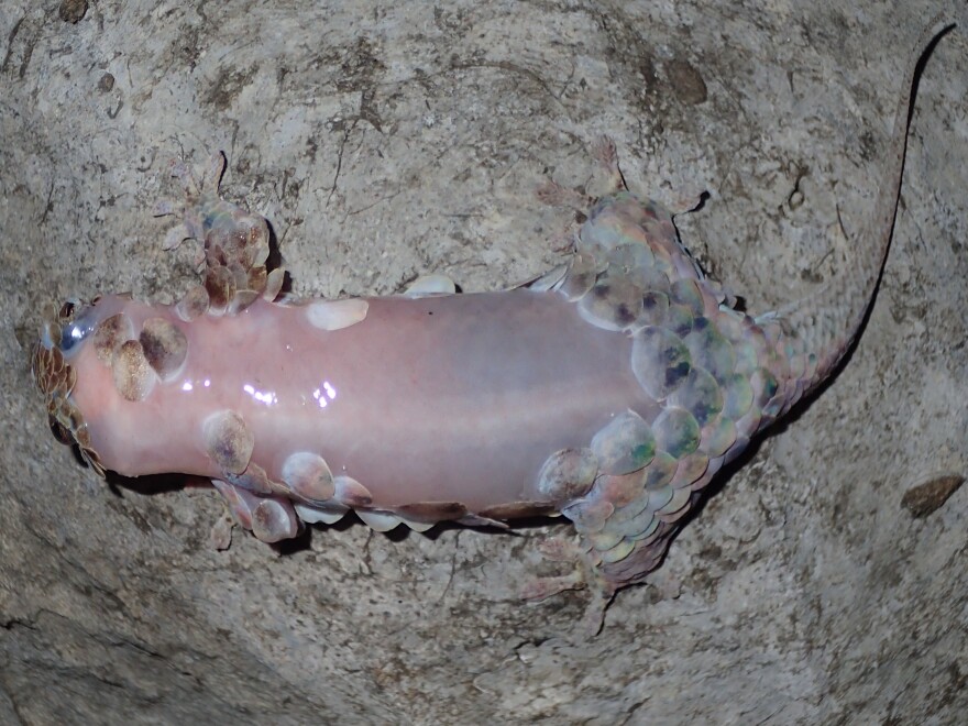 This <em>Geckolepis megalepis</em> has lost some of its scales, but can grow them back within two to three weeks.