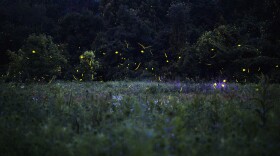 Big dipper fireflies (Photinus pyralis) at dusk.