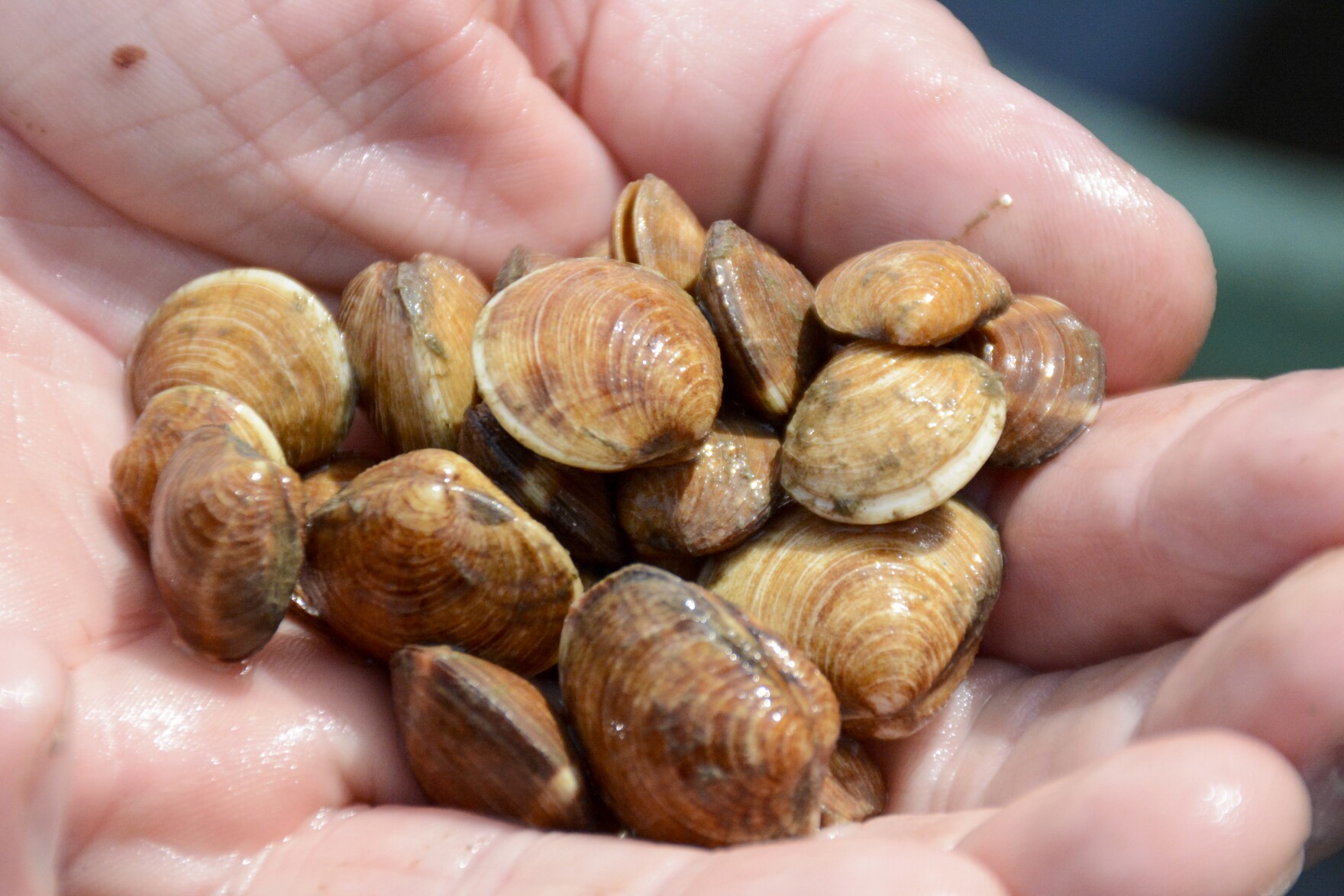 A plan to restore the shellfish population in Long Island’s Bellport
