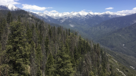 About 80% of the trees in this part of the Sierra Nevada forest died due to drought from 2012 to 2016. Jessie Au and her team at the University of California Davis have developed a new way to measure trees' decline amid drought and predict whether a forest can survive future droughts.