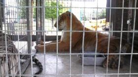 Exotic animals, from UniverSoul Cirucs, can be spotted in a parking lot off Main Street in Buffalo on UB's South Campus
