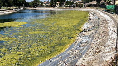 One of the almost empty lakes in Greenhills Estates, covered with algae, photographed in June 2026.