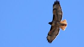 red-tailed-hawk