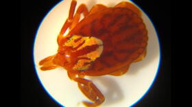 A female Gulf Coast tick