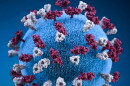 A 3D graphic representation of a spherical-shaped, measles virus particle, that was studded with glycoprotein tubercles. More: