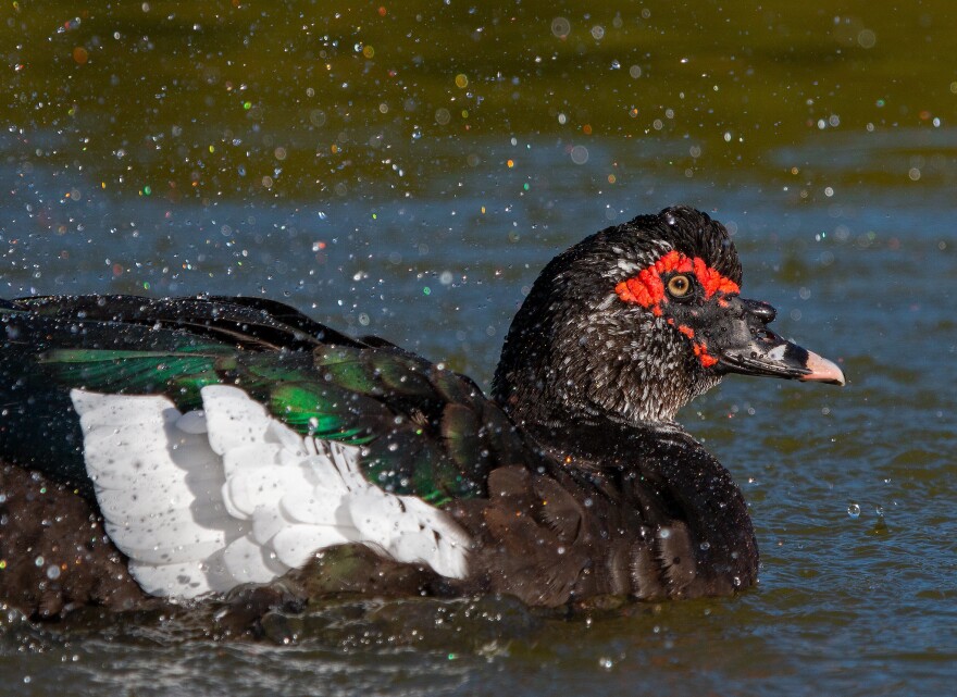 A muscovy duck