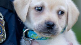Wittenberg has a new therapy dog, which will start work on campus this fall.