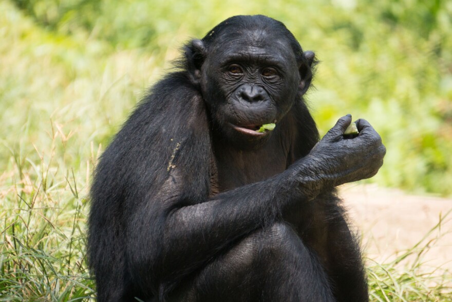 Bonobos and other apes are capable of planning ahead, just like humans. (Fanny Shertzer, Wikimedia Commons)