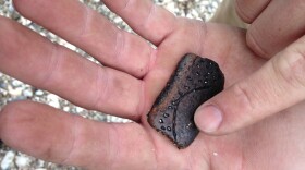 Richie Blink, born and raised in Plaquemines Parish, La., south of New Orleans, works for the National Wildlife Federation. He got in touch with an archaeologist to take a look at some shards of pottery that were eroding into the Gulf of Mexico. Blink holds a pottery shard that could be 300 to 500 years old, from the Plaquemine culture of what's called the Bayou Petre phase.