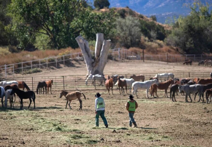 Inmates who feed, water and shoe mustangs walk inside a pen filled with wild horses from the Sand Wash Basin at the East Cañon Correctional Complex in Cañon City.