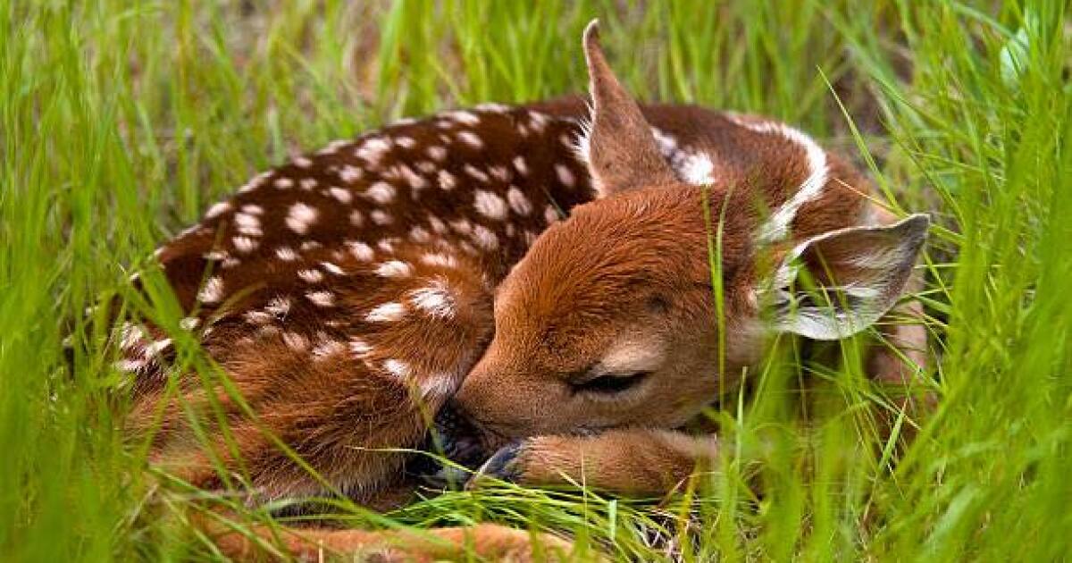 North Carolina Wildlife Resources Commission: avoid approaching or touching white-tailed deer fawns