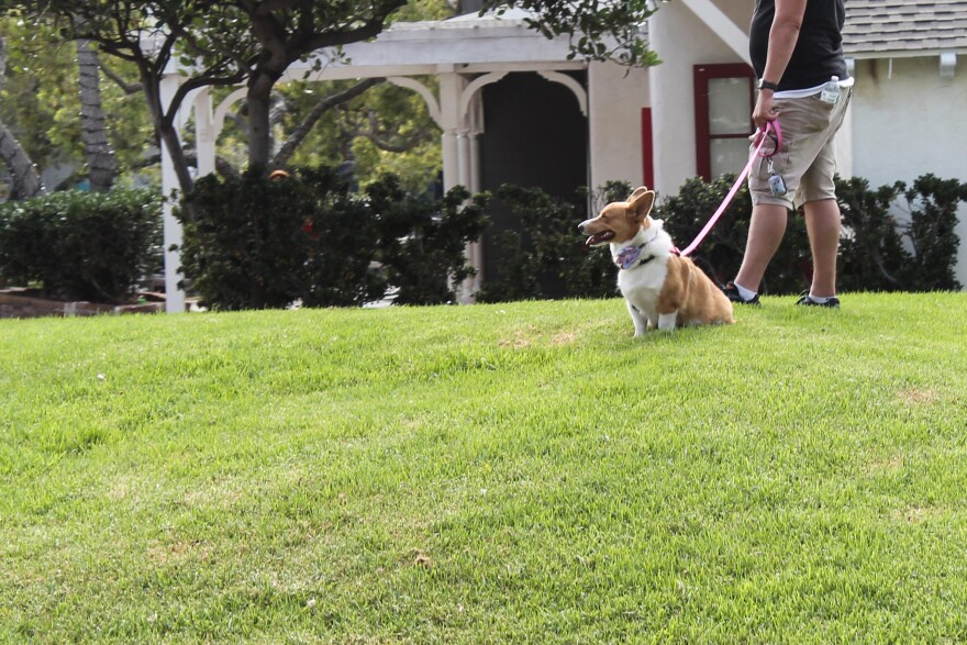 Legislation approved by a Senate committee would eliminate local ordinances that ban pet stores from selling dogs.
