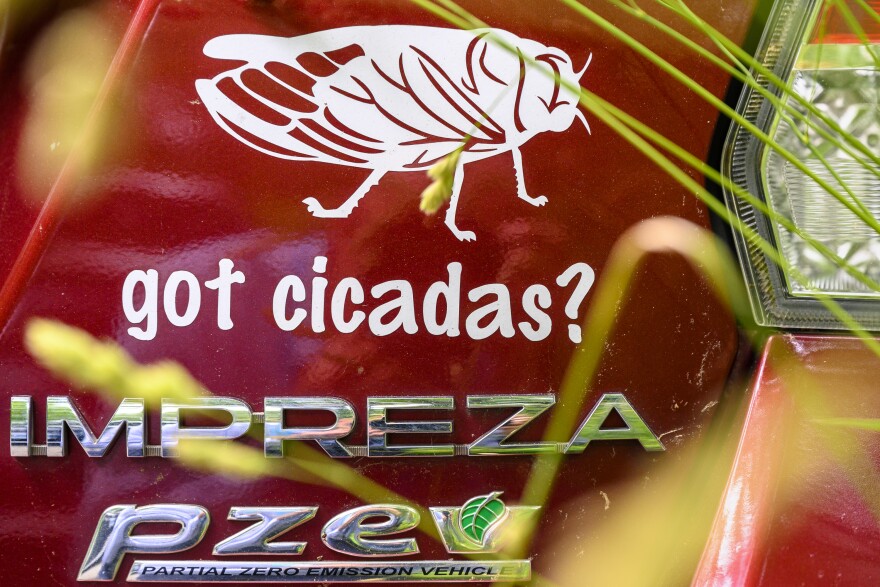 A cicada decal on scientist John Cooley’s car is brushed by plants growing on the side of a Willington/Ashford border road as UConn scientist John Cooley clicks and whistles imitating the sound of cicada Brood XI — a group of periodical cicada last seen in Connecticut in 1954. Cooley says looking for something that has most probably disappeared is the unglamorous part of science, “We do it because wouldn't it be something, if we did hear at cicada … You need to go back and keep looking and getting more information … So maybe they are in a pocket somewhere up that valley. We keep looking.”