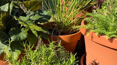 Herbs in chef Kathy Gunst's garden. (Kathy Gunst/Here & Now)