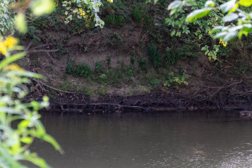 Several areas of Cedar Creek have steep banks, like the one pictured here, due to continued erosion of the banks. That can affect the water quality because water moves faster along these steep dropoffs and it carries more sediment, creating more suspended solids that don't have time to settle and can ultimately impact the aquatic life in the creek.