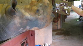 Marsha "paints" a picture at the Oklahoma City Zoo. The aging black rhinoceros died Sunday during a medical examination.