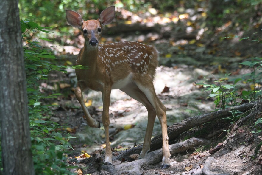 A white-tailed deer fawn. 