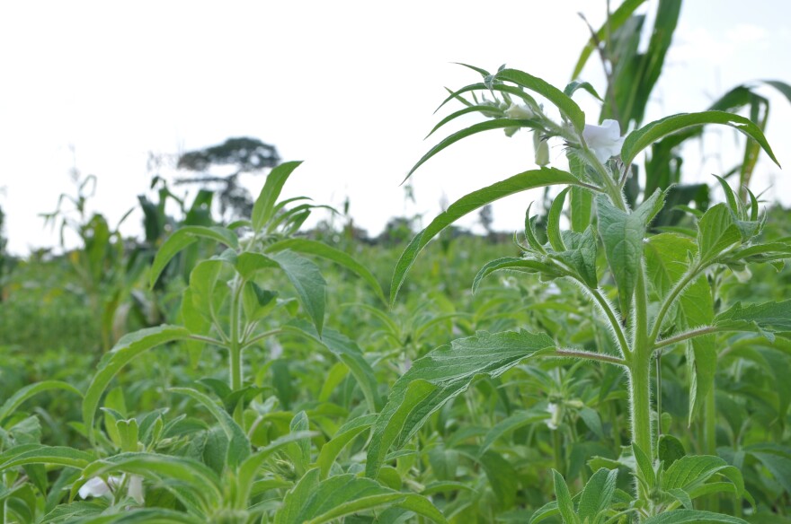 Okello's simsim field, which he planted after losing several acres of cassava to brown streak disease. Sesame seeds are grown for their oil, and are ground up and pounded into a paste. 