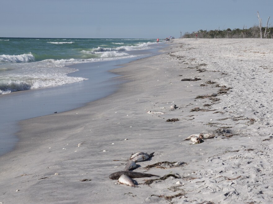 Dead fish washed up on Florida beaches during an outbreak of red tide along the Gulf Coast.