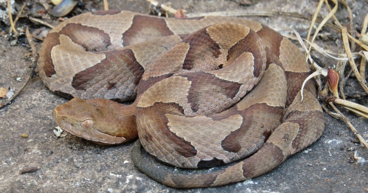 Why You Should Let A Copperhead Live In Your Yard Debunking Snake Myths Wunc Why You Should Let A Copperhead Live In Your Yard Debunking Snake Myths Wunc