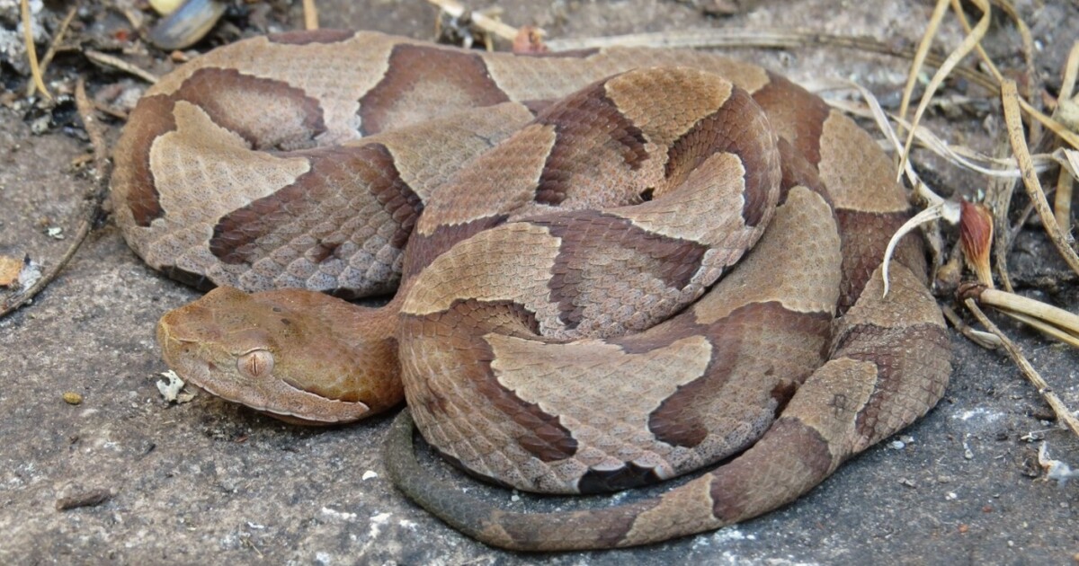 baby copperhead snake bite