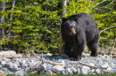Bear stands on rocks in front of a canopy of trees