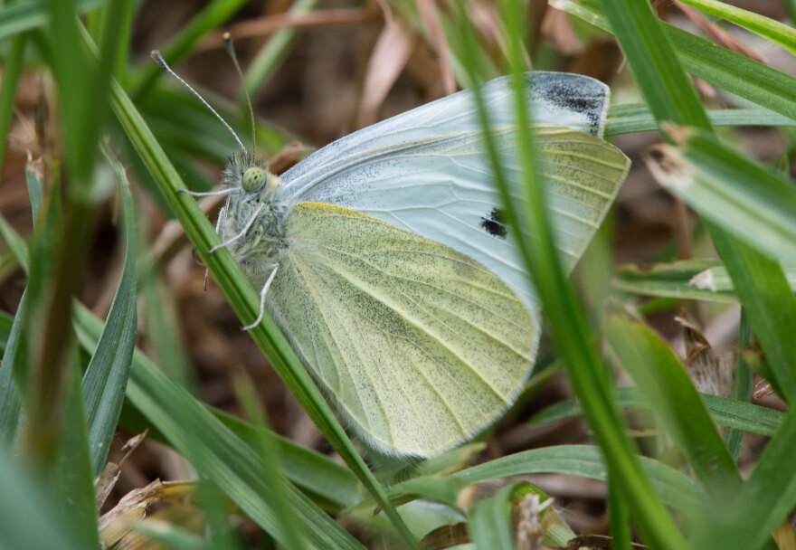 Cabbage butterfly