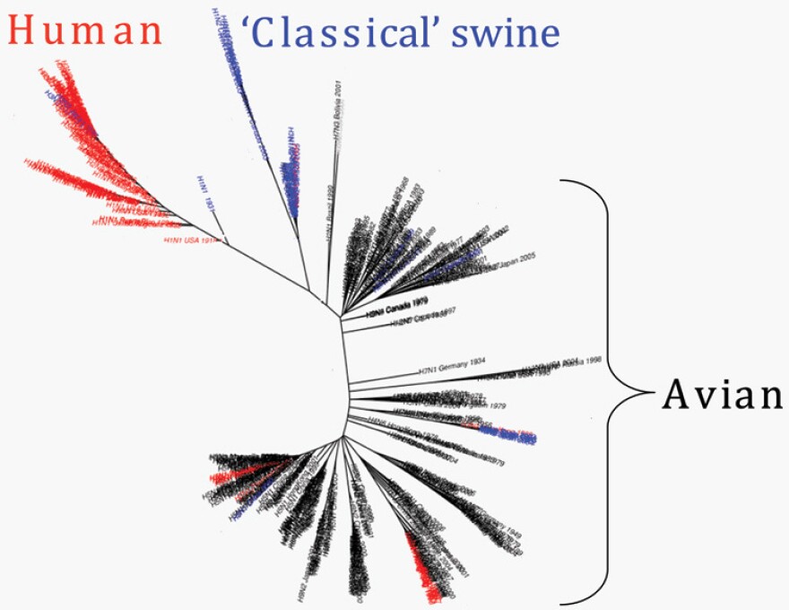 A family tree of influenza A shows how human viruses, red, are related to bird and swine flus.