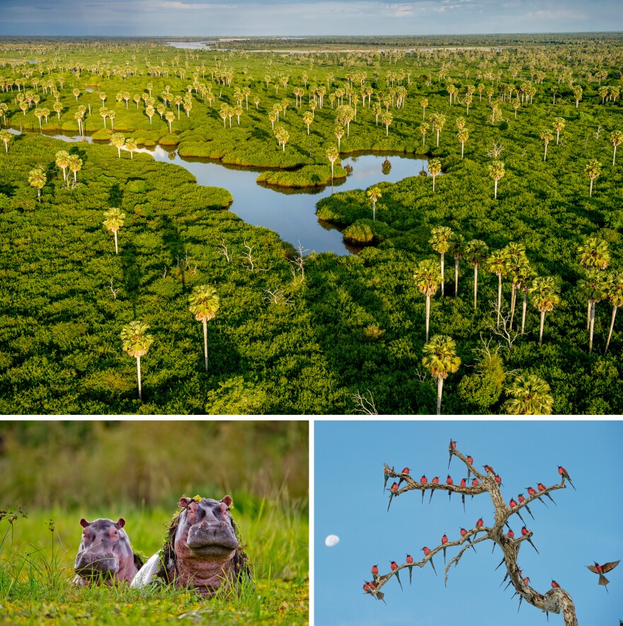 (Top) Stately Borassus palms rise from swamps between the Rufiji River and the northern lakes. (Bottom left) Hippos in the Selous often spend their entire day semi-submerged in pans where the water hyacinth helps to protect their thick but sensitive skin from the sun. (Bottom right) The Northern carmine bee-eater is a beautiful and gregarious seasonal visitor to the Selous.