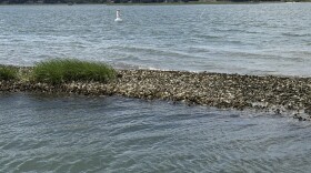 An oyster reef in the Lynnhaven River in May 2025.
