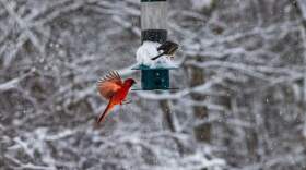 Birds eat from a birdfeeder in Lincoln during the snowstorm Sunday morning. (Jesse Costa/WBUR)