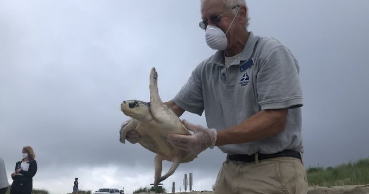Seven Rescued Sea Turtles Released Back Into Cape Cod Waters | CAI