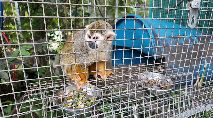 A primate eats inside an enclosure at Jungle Friends Primate Sanctuary in Gainesville, Florida, on Sept. 25, 2026.