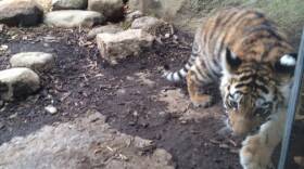 Zoya, the 20-week-old Amur tiger cub born in July, accompanied her mother into the Zooâ€™s tiger habitat for about a half an hour, while the media and some zoo employees caught their first glimpse.