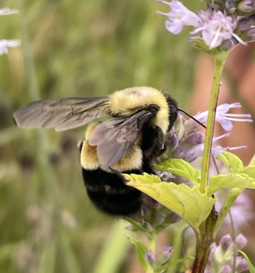 A large black-and-yellow bumblebee sitting on a purple flower. Its back is to the camera and you can see a small bald spot on the thorax and a yellow-and-black abdomen.