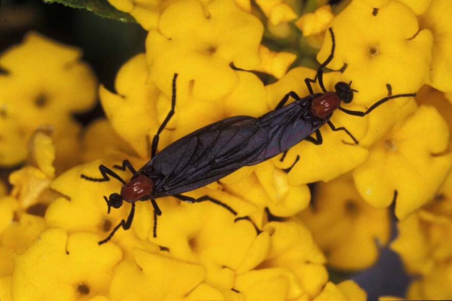 The lovebug is actually a fly with the scientific name Plecia nearctica.