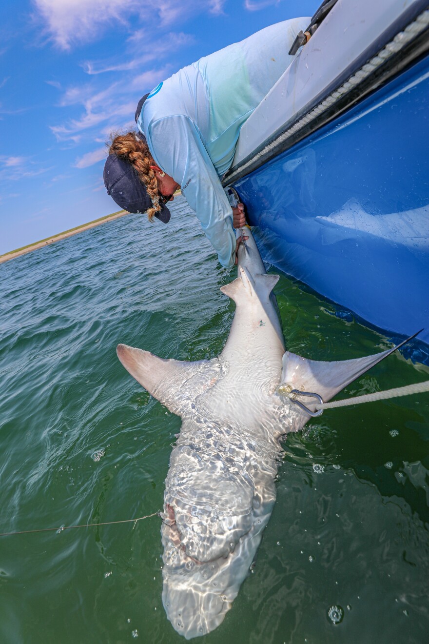 Shark researcher Caroline Collatos tags and releases sandbar sharks to learn more about the species' movement around Nantucket.
