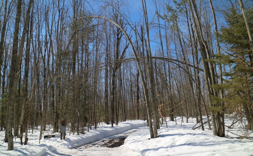 Bending trees and falling limbs pile on top of each other at Hearts Pasture Farm in Alanson, MI, one year after an ice storm.