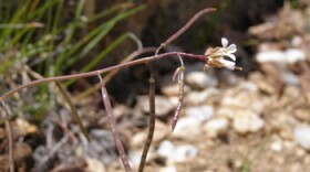 The Fremont County rockcress