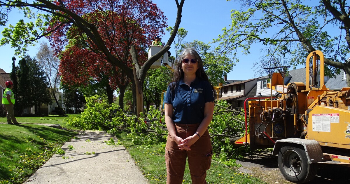 Looking to the canopy: Efforts to preserve Milwaukee's urban trees in the face of severe storms